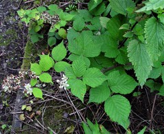 Rubus subtercanens