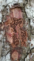 Microbregma emarginatum