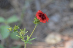 Potentilla thurberi