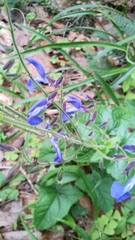 Salvia vitifolia