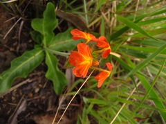Crossandra greenstockii
