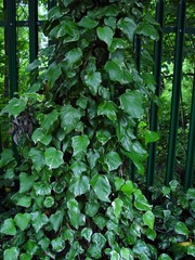 Hedera colchica