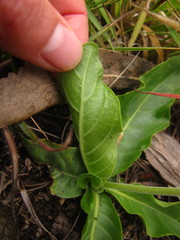 Crossandra greenstockii