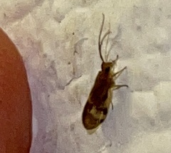 Climacia californica