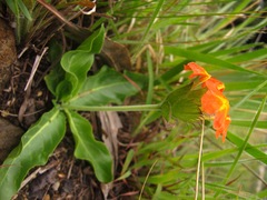 Crossandra greenstockii