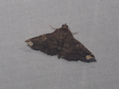 Adrapsa quadrilinealis