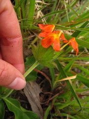 Crossandra greenstockii