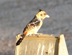 Trachyphonus vaillantii vaillantii