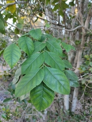 Micromelum minutum