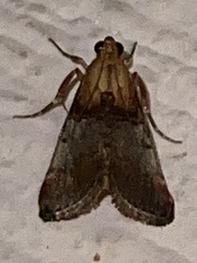 Cacozelia basiochrealis