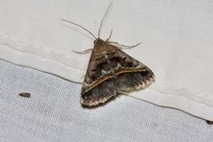 Acantholipes trajecta