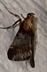 Cacozelia basiochrealis