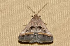 Acantholipes trajecta