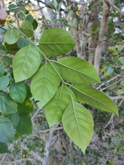 Micromelum minutum
