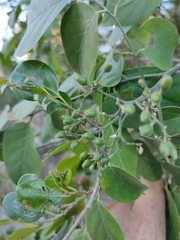 Micromelum minutum