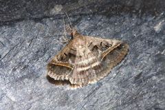 Acantholipes trajecta