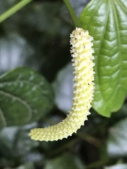 Piper capense capense