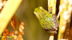 Hyla suweonensis