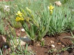 Hypoxis galpinii