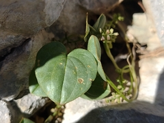 Dioscorea pyrenaica
