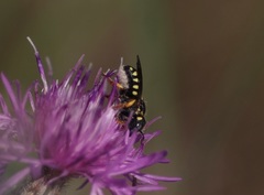 Pseudoanthidium tenellum