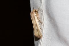 Leucania venalba