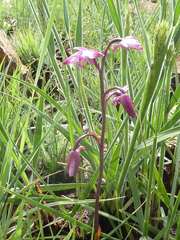 Eulophia hians hians