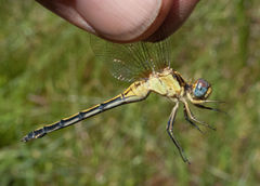 Orthetrum hintzi
