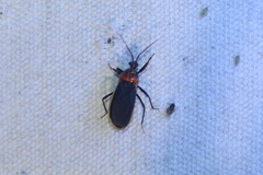 Rhiginia cinctiventris