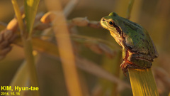 Hyla suweonensis