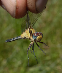 Orthetrum hintzi