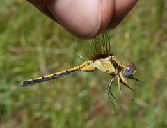 Orthetrum hintzi