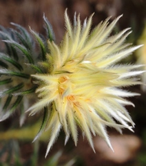 Phylica pubescens pubescens