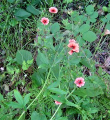 Potentilla nepalensis