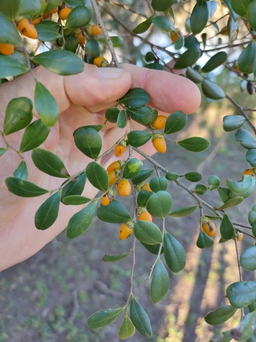 Image of Diospyros humilis by (c) Tony van Kampen, some rights reserved (CC BY)