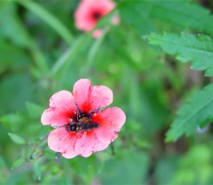 Potentilla nepalensis