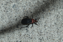 Rhiginia cinctiventris