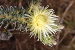 Phylica pubescens pubescens