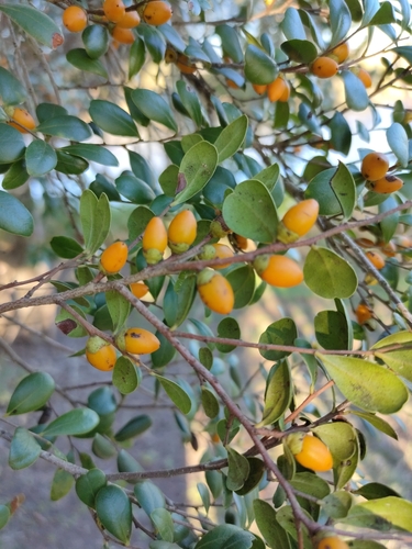 Diospyros humilis, photograph 1