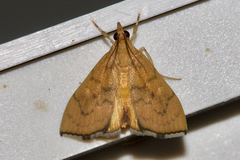 Hyalobathra brevialis