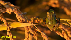 Hyla suweonensis