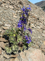 Delphinium glareosum