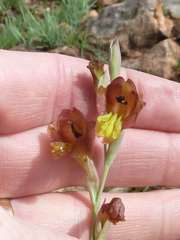 Gladiolus woodii