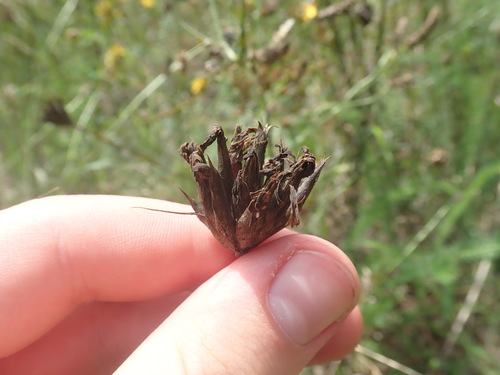 Image of Dianthus giganteus by (c) Matteo Marcandella, some rights reserved (CC BY)