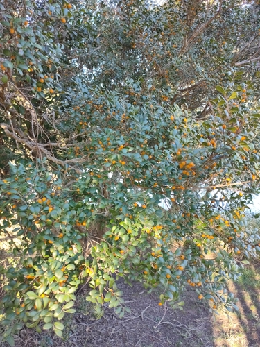 Diospyros humilis, photograph 2