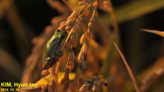 Hyla suweonensis
