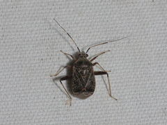 Proboscidocoris malayus