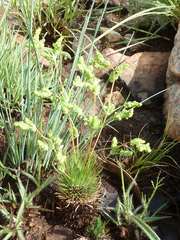 Psammotropha myriantha