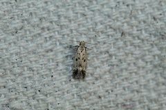 Neodactylota liguritrix