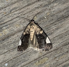 Tarache areloides